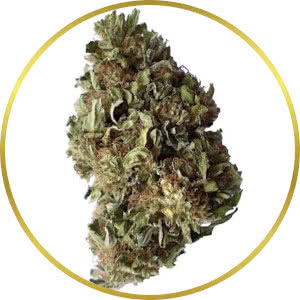 Blue Cheese Autoflower Feminized Seeds for sale from SeedSupreme