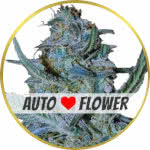Blue Cheese Autoflower Seeds for sale USA