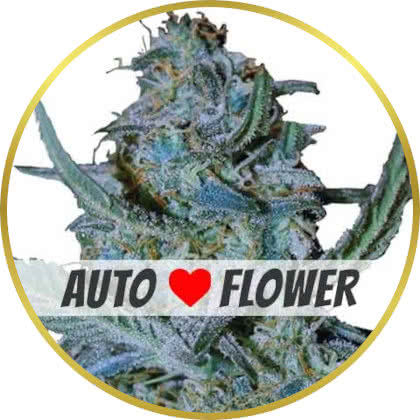 Blue Cheese Autoflower marijuana strain