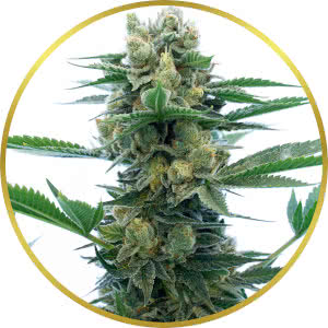 Blue Dream Autoflower Feminized Seeds for sale from Homegrown