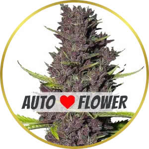 Blue Dream Autoflower Feminized Seeds for sale from ILGM