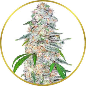 Blue Dream Autoflower Feminized Seeds for sale from Seedsman by Fast Buds