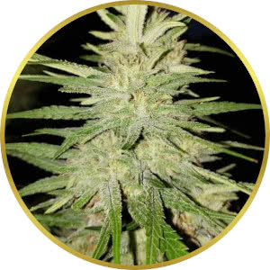 Blue Dream Autoflower Feminized Seeds for sale from SeedSupreme