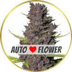 Blue Dream Autoflower Seeds for sale USA