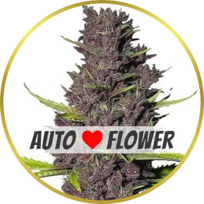 Blue Dream Autoflower marijuana strain