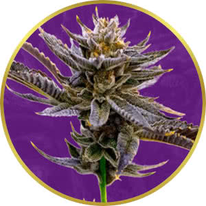 Blueberry Autoflower Feminized Seeds for sale from Crop King
