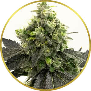 Blueberry Autoflower Feminized Seeds for sale from Homegrown