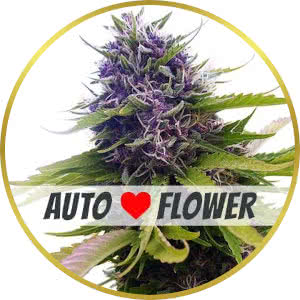 Blueberry Autoflower Feminized Seeds for sale from ILGM