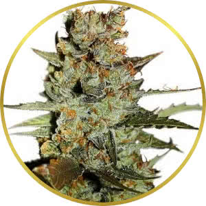 Blueberry Autoflower Feminized Seeds for sale from Seedsman by Dutch Passion