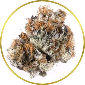 Blueberry Autoflower Feminized Seeds for sale from SeedSupreme