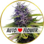 Blueberry Autoflower Seeds for sale USA