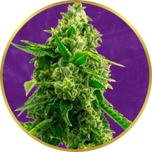 Bruce Banner Autoflower Feminized Seeds for sale from Crop King
