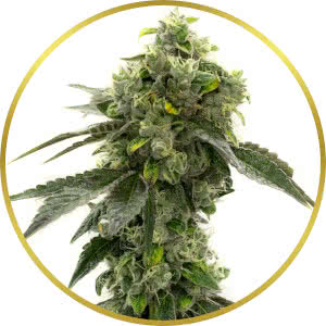 Bruce Banner Autoflower Feminized Seeds for sale from Homegrown