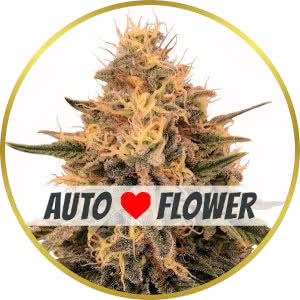 Bruce Banner Autoflower Feminized Seeds for sale from ILGM