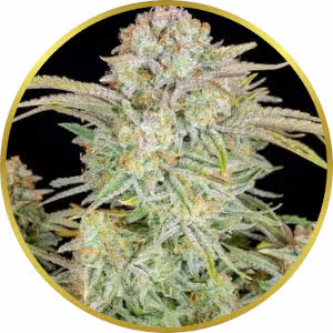 Bruce Banner Autoflower Feminized Seeds for sale from Seedsman by Fast Buds