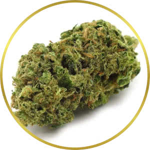 Bruce Banner Autoflower Feminized Seeds for sale from SeedSupreme