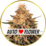 Bruce Banner Autoflower Seeds for sale USA