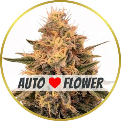 Bruce Banner Autoflower marijuana strain