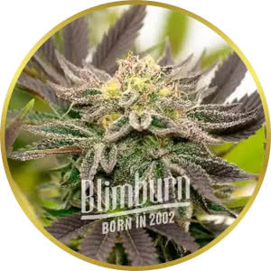 Bubba Kush Autoflower Feminized Seeds for sale from Blimburn