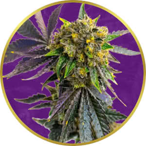 Bubba Kush Autoflower Feminized Seeds for sale from Crop King