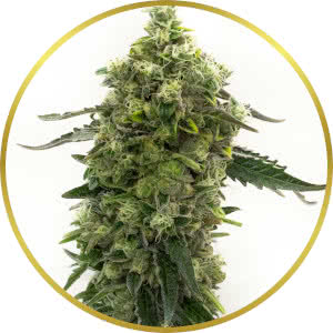 Bubba Kush Autoflower Feminized Seeds for sale from Homegrown