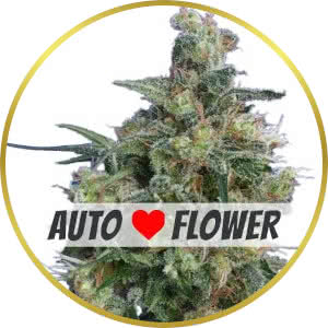 Bubba Kush Autoflower Feminized Seeds for sale from ILGM