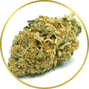 Bubba Kush Autoflower Feminized Seeds for sale from SeedSupreme