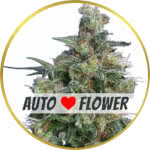 Bubba Kush Autoflower Seeds for sale USA