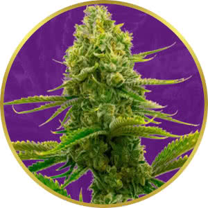 Bubble Gum Autoflower Feminized Seeds for sale from Crop King