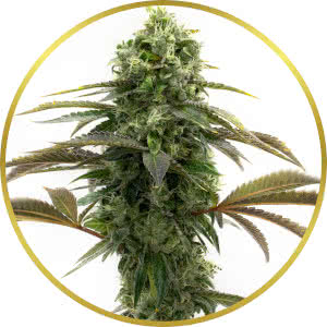 Bubble Gum Autoflower Feminized Seeds for sale from Homegrown