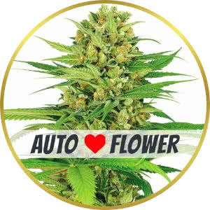 Bubble Gum Autoflower Feminized Seeds for sale from ILGM