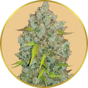 Bubble Gum Autoflower Feminized Seeds for sale from Seedsman by Fast Buds