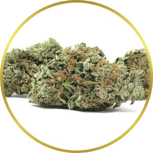 Bubble Gum Autoflower Feminized Seeds for sale from SeedSupreme