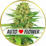 Bubble Gum Autoflower Seeds for sale USA