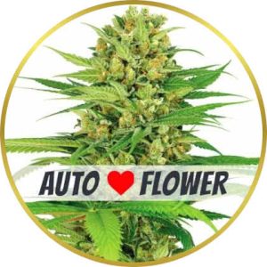 Bubble Gum Autoflower marijuana strain