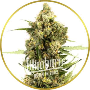 Cannatonic Feminized Seeds for sale from Blimburn