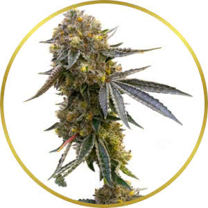 Cannatonic Feminized Seeds for sale from Homegrown