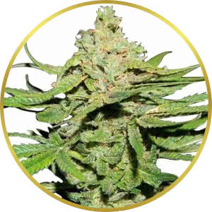 Cannatonic Feminized Seeds for sale from ILGM