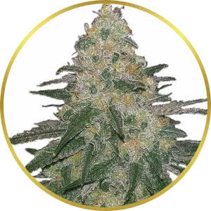 Cannatonic Feminized Seeds for sale from MSNL