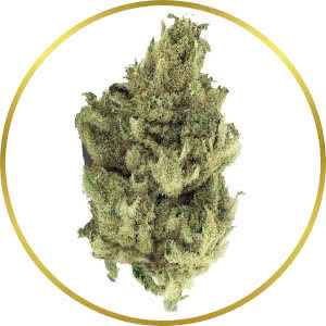 Cannatonic Feminized Seeds for sale from SeedSupreme