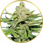 Cannatonic Feminized Seeds for sale USA