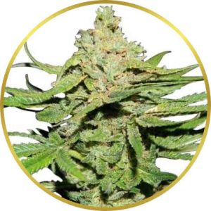 Cannatonic marijuana strain