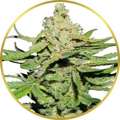 Cannatonic marijuana strain