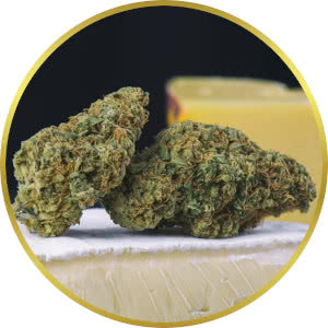 Cheese Autoflower strain bud closeup