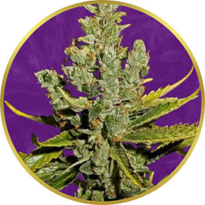 Cheese Autoflower Feminized Seeds for sale from Crop King