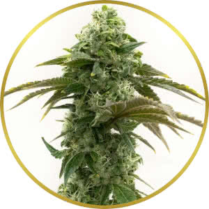 Cheese Autoflower Feminized Seeds for sale from Homegrown