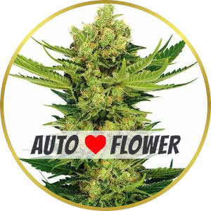 Cheese Autoflower Feminized Seeds for sale from ILGM