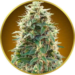 Cheese Autoflower Feminized Seeds for sale from Seedsman by 00 Seeds