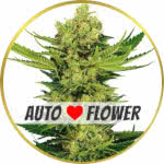 Cheese Autoflower Seeds for sale USA