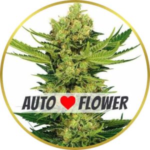 Cheese Autoflower marijuana strain